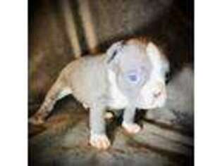 Mutt Puppy for sale in Hartfield, VA, USA