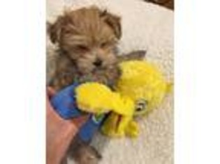 Yorkshire Terrier Puppy for sale in Taft, TN, USA