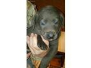 Labrador Retriever Puppy for sale in Pleasant Hope, MO, USA