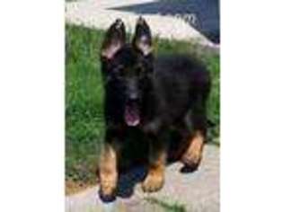 German Shepherd Dog Puppy for sale in Athens, AL, USA