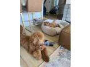 Goldendoodle Puppy for sale in Bayonne, NJ, USA