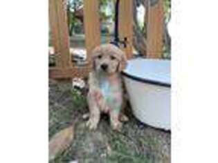 Golden Retriever Puppy for sale in Boonville, NC, USA