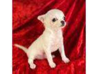 Chihuahua Puppy for sale in Goodyear, AZ, USA