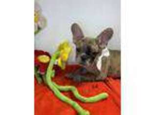 French Bulldog Puppy for sale in Vidalia, GA, USA