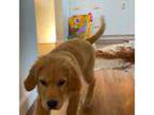 Golden Retriever Puppy for sale in Albion, NY, USA