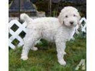 Labradoodle Puppy for sale in PORTLAND, OR, USA