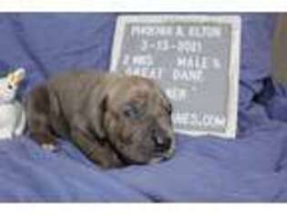 Great Dane Puppy for sale in Pottstown, PA, USA