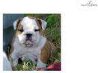 Bulldog Puppy for sale in Lawrence, KS, USA