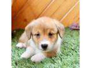 Pembroke Welsh Corgi Puppy for sale in Baltic, OH, USA