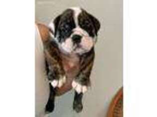 Bulldog Puppy for sale in Cypress, TX, USA