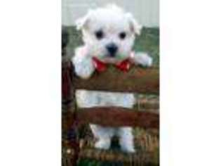 Maltese Puppy for sale in Van Buren, AR, USA