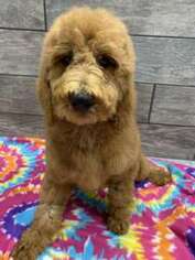 Goldendoodle Puppy for sale in Spring Grove, IL, USA
