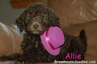 Labradoodle Puppy for sale in Waldron, AR, USA