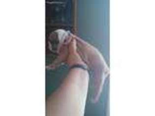 Olde English Bulldogge Puppy for sale in Elkhart, IN, USA