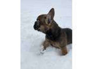 French Bulldog Puppy for sale in Salem, MO, USA