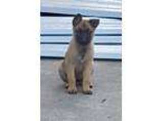 Belgian Malinois Puppy for sale in Splendora, TX, USA