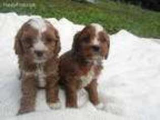 Cavapoo Puppy for sale in Ilion, NY, USA