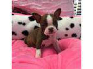 Boston Terrier Puppy for sale in Humble, TX, USA
