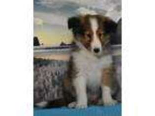 Shetland Sheepdog Puppy for sale in Apple Creek, OH, USA