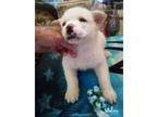 Akita Puppy for sale in Boron, CA, USA