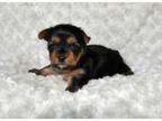 Yorkshire Terrier Puppy for sale in Marilla, NY, USA