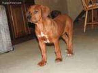 Rhodesian Ridgeback Puppy for sale in Millerstown, PA, USA