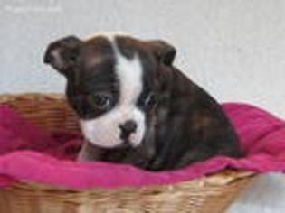 Boston Terrier Puppy for sale in Loysville, PA, USA