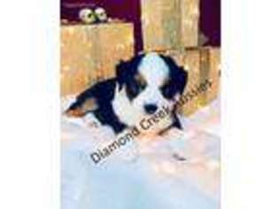 Miniature Australian Shepherd Puppy for sale in Center Ridge, AR, USA