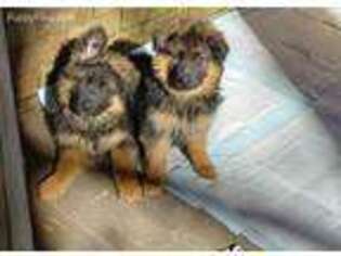 German Shepherd Dog Puppy for sale in Augusta, GA, USA