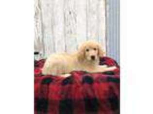 Golden Retriever Puppy for sale in Creal Springs, IL, USA