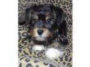 Yorkshire Terrier Puppy for sale in Green Bay, WI, USA