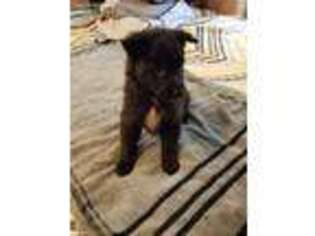 Mutt Puppy for sale in King George, VA, USA
