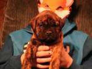 Bullmastiff Puppy for sale in Birnamwood, WI, USA