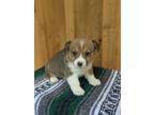 Pembroke Welsh Corgi Puppy for sale in Coatesville, PA, USA