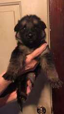 German Shepherd Dog Puppy for sale in West Alexandria, OH, USA
