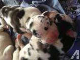 Great Dane Puppy for sale in SAINT CROIX FALLS, WI, USA