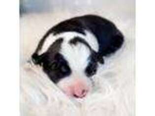 Border Collie Puppy for sale in Avilla, IN, USA