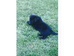 Labrador Retriever Puppy for sale in Middletown, IN, USA