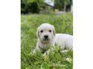 Mutt Puppy for sale in Rockland, ME, USA
