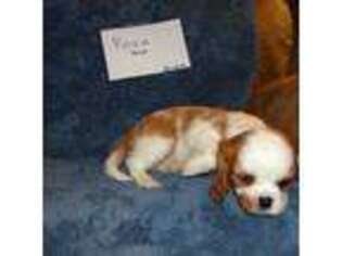 Cavalier King Charles Spaniel Puppy for sale in Pleasant Hill, MO, USA
