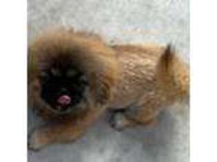 Pekingese Puppy for sale in Colonial Beach, VA, USA