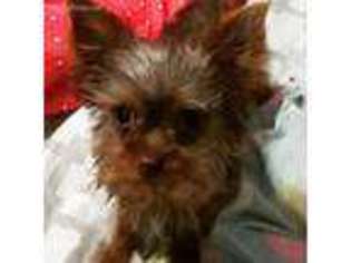Yorkshire Terrier Puppy for sale in Melbourne, FL, USA