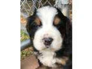 Bernese Mountain Dog Puppy for sale in Wayne, WV, USA