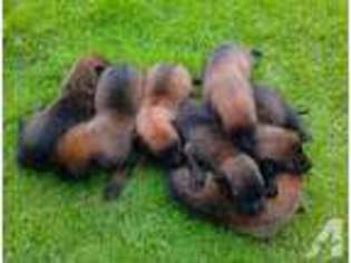 Belgian Malinois Puppy for sale in CAMP VERDE, AZ, USA