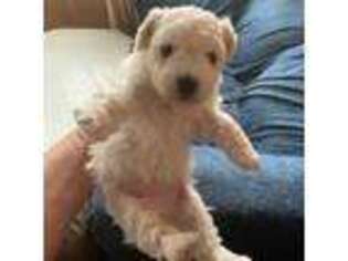 Bichon Frise Puppy for sale in Springfield, NJ, USA
