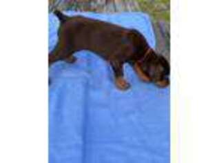 Doberman Pinscher Puppy for sale in Greenville, MS, USA
