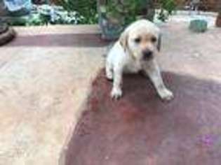 Labrador Retriever Puppy for sale in New Braunfels, TX, USA
