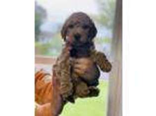 Goldendoodle Puppy for sale in Dorr, MI, USA