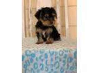 Yorkshire Terrier Puppy for sale in Moultrie, GA, USA