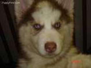 Siberian Husky Puppy for sale in Vassar, MI, USA
